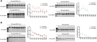 Synthetic Circular gRNA Mediated Biological Function of CRISPR-(d)Cas9 System